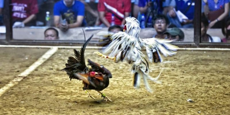 789win01 qq88 bắn cá
